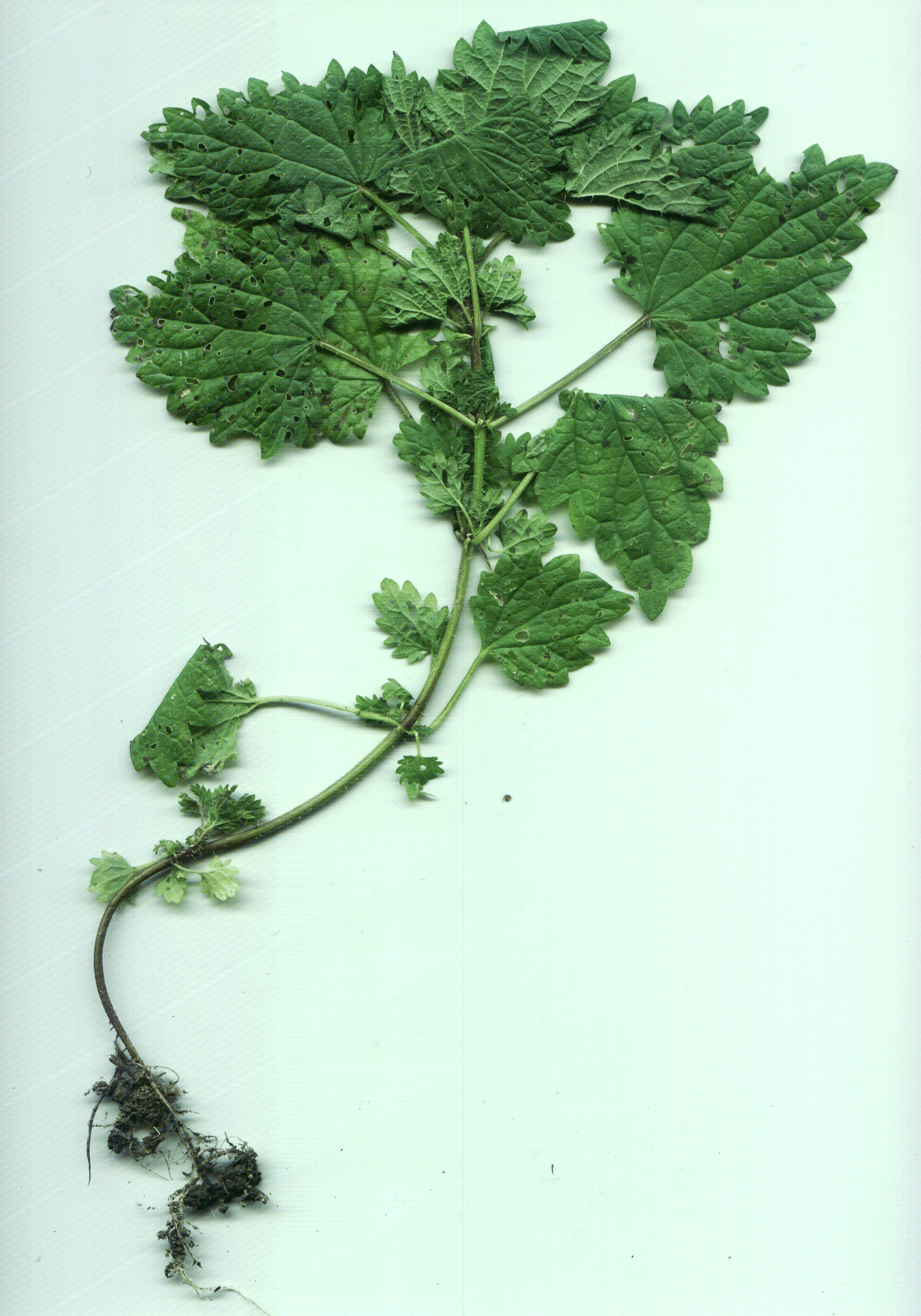 Urtica dioica gruen 300dpi.gif
